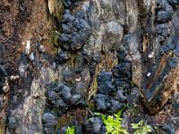 Moosinsel auf verbrannter Borke